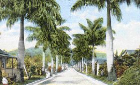 Palm Avenue Port Antonio